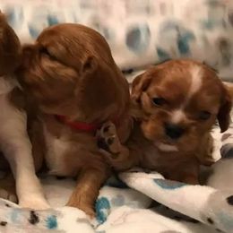 Cavalier King Charles Spaniel Puppies from Puppies of Newington