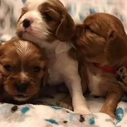 Cavalier King Charles Spaniel Puppies from Puppies of Newington