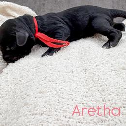 Aretha - Black female Australian Labradoodle puppy in Denton, Texas from Liberty Hill Labradoodles