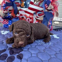 Ryker - Chocolate male Goldendoodle puppy in Lancaster, Kentucky from Dream Paws Puppies, LLC