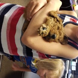 Bernedoodle and Goldendoodle Puppies from Happy Valley Doodles