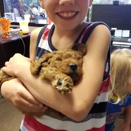Bernedoodle and Goldendoodle Puppies from Happy Valley Doodles