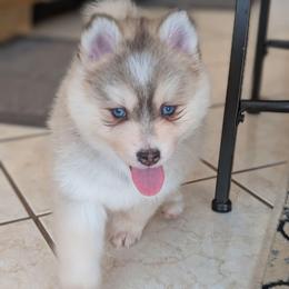 Ronnie- Male - Blue Eyes - Wolf sable male Pomsky puppy in Hurleyville, New York from My Crazy Pomskys