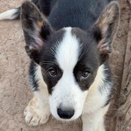 Candy - Black and white female Cardigan Welsh Corgi puppy in Las Vegas, Nevada from Victory Crown