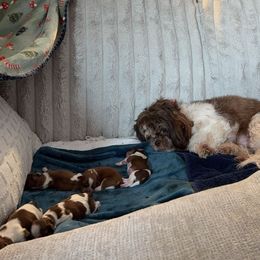 Shichon Puppies from Nebula Nest