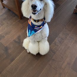 Bernedoodles and Poodles from Pupkin Patch Puppies