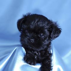 Affenpinscher and Lagotto Romagnolo Puppies from Skyfall and Morena