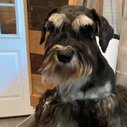 Jireh - Miniature Schnauzer