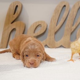 Australian Labradoodle Puppies from Integrity Labradoodles