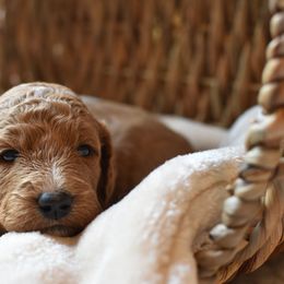 Goldendoodle Puppies from Edge Farm Goldendoodles