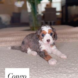 Congo - Merle male Bernedoodle puppy in West Jordan, Utah from Doodles Friend