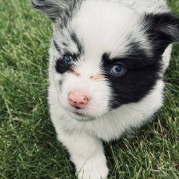 American Corgi, Dachshund, and Pembroke Welsh Corgi Puppies from Seven B Corgis & Doxies