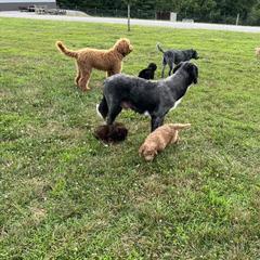 Saint Berdoodle Puppies from Highland Ridge Doodles