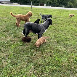 Saint Berdoodle Puppies from Highland Ridge Doodles
