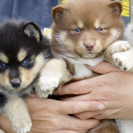 Bernedoodles, Pomeranians, and Pomskies from A Doodles World