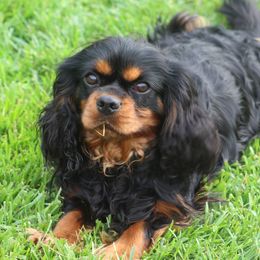 Kaza - Cavalier King Charles Spaniel