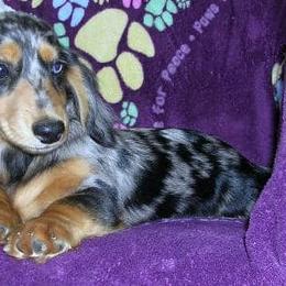 Dachshund Puppies from Lavendell Dachshunds