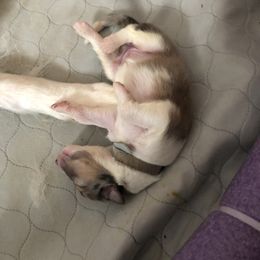 Collie Puppies from Highland Moor Kennel