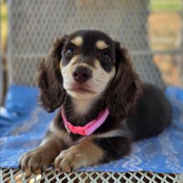 Molly female 3500 - Chocolate and cream female Dachshund puppy in Lexington, Oklahoma from Long Doggy Acres Miniature Dachshunds