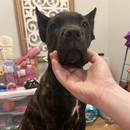 Pink Collar - Black brindle female Cane Corso puppy in Kingsport, Tennessee from Gray Cane Corsos