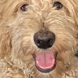 Goldendoodle All Grown Up from Ellie & Co. Doodles