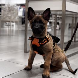 Boy 2 Green collar (𝐌𝐚𝐲𝐡𝐞𝐦) - Belgian Malinois puppy from Maricopa Malinois (SERIOUS INQUIRIES ONLY)