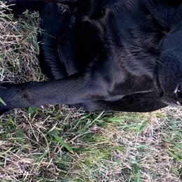 Labrador Retriever All Grown Up from Everlasting Labradors