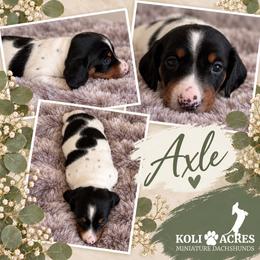 Axle - Piebald male Dachshund puppy in Kemp, Texas from Koli Acres