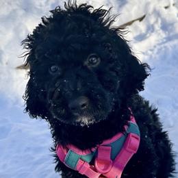 Goldendoodle puppies from GTA Mapledoodles