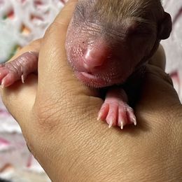 Unxia - Red Xoloitzcuintli puppy in Victorville, California from Elegancia Vintage Xoloitzcuintle