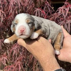 Fall - male Australian Mountain Doodle puppy in Oregon from Blue Skye Doodles