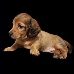 Dachshund Puppies from Happy Tails Doxie's