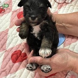 Girl-White Collar - Salt and pepper female Miniature Schnauzer puppy in Stevenson, Alabama from Rivers Edge Schnauzers by Joyce Clark