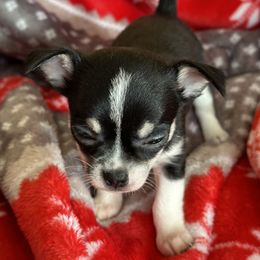 Chihuahua Puppies from Longview Chihuahua's