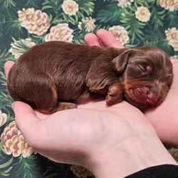 Teddy - Dapple male Dachshund puppy in Anderson, California from Plum Fields Dachshunds