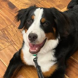 Coco - Bernese Mountain Dog