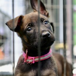 Belgian Malinois, Dutch Shepherd, and German Shepherd Puppies from Andy's Elite K9