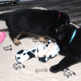 German Shepherd Puppies from Blanchard's Upstate Shepherds