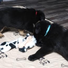 German Shepherd Puppies from Blanchard's Upstate Shepherds