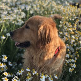 Goldendoodle Puppies from JD GoldenDoodles