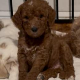 Bruno - Chocolate male Goldendoodle puppy in Orlando, Florida from Island Doodle Co. - Goldendoodles Raised with Love