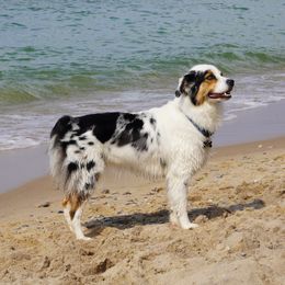 Misty - Australian Shepherd