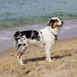 Misty - Australian Shepherd