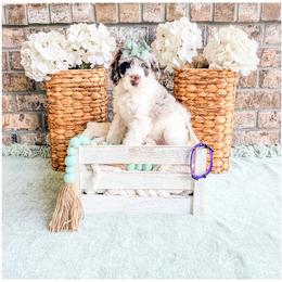 Pearl - Chocolate merle female Bernedoodle puppy in Lake City, Florida from 224 Doodles and Poodles