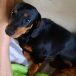 Bear - Dachshund