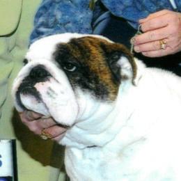 Louie - Bulldog
