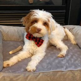 Bernedoodles, Cavalier King Charles Spaniels, Cavapoos, Goldendoodles, and Shihpoos from NC Doodle Puppies