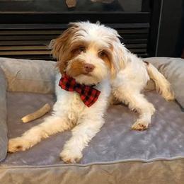 Bernedoodles, Cavalier King Charles Spaniels, Cavapoos, Goldendoodles, and Shihpoos from NC Doodle Puppies