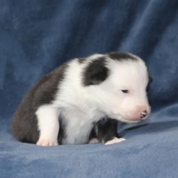 Soren - Black male Border Collie puppy in Tiskilwa, Illinois from First Harmony Farms