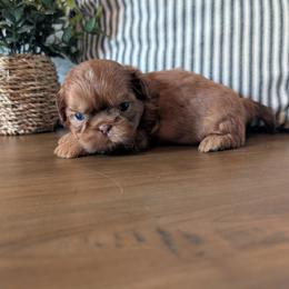Zane - Liver male Shih Tzu puppy in West Pawlet, Vermont from Morgan's Shih Tzus